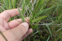 Physostegia pulchella