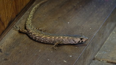 Chevron Skink photo 3