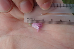 Physostegia pulchella