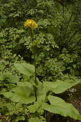 Ligularia amplexicaulis