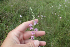 Physostegia pulchella