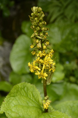 Ligularia jacquemontiana