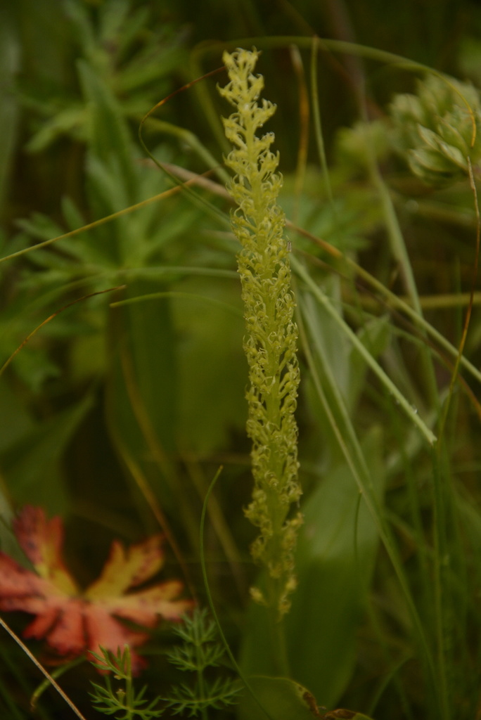 Malaxis muscifera