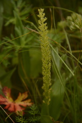 Malaxis muscifera