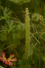 Malaxis muscifera