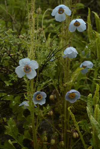 Image of Meconopsis aculeata by (c) Siddarth Machado, some rights reserved (CC BY)