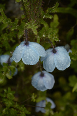 Meconopsis aculeata