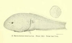 Tadpole Whiptail photo 1