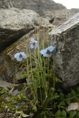 Meconopsis aculeata