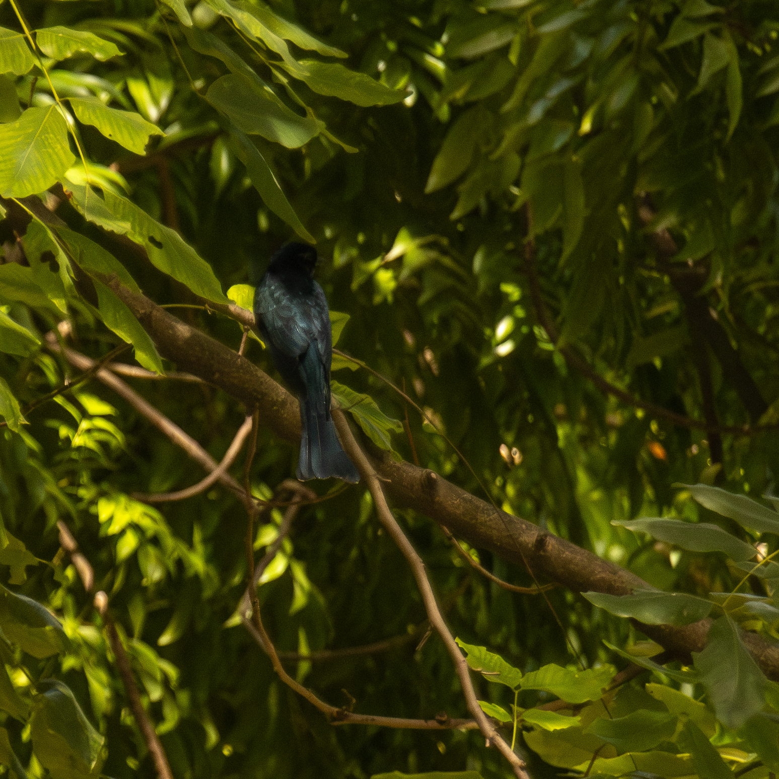 Square-tailed Drongo-Cuckoo (Surniculus lugubris)