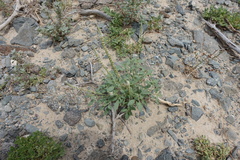 Reseda aucheri