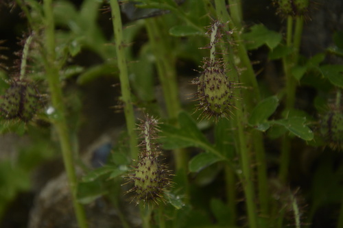 Image of Meconopsis aculeata by (c) Siddarth Machado, some rights reserved (CC BY)