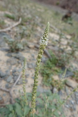 Reseda aucheri