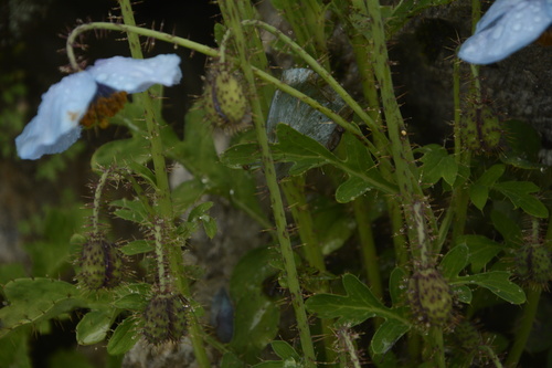 Image of Meconopsis aculeata by (c) Siddarth Machado, some rights reserved (CC BY)