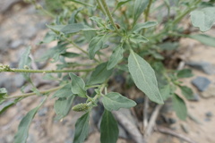 Reseda aucheri
