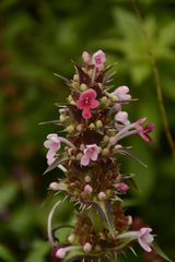 Morina longifolia