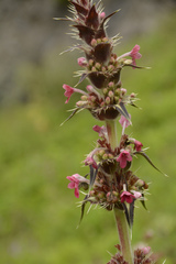 Morina longifolia