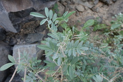 Tephrosia apollinea