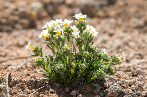 cryptantha (Cryptantha gypsophila)