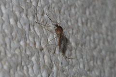 Culex pipiens pallens