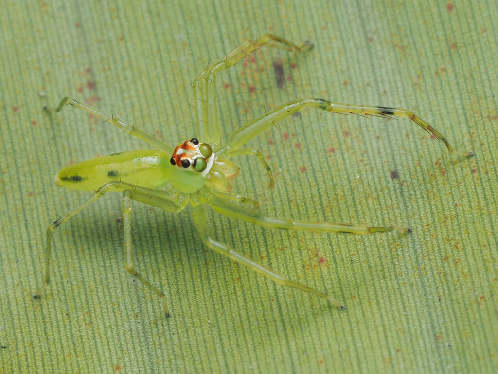 Lyssomanes patens