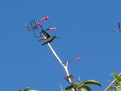 Anthracothorax viridis