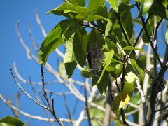 Archaeoprepona demophoon