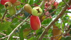 Syzygium malaccense