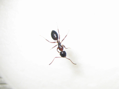 Camponotus vitiosus