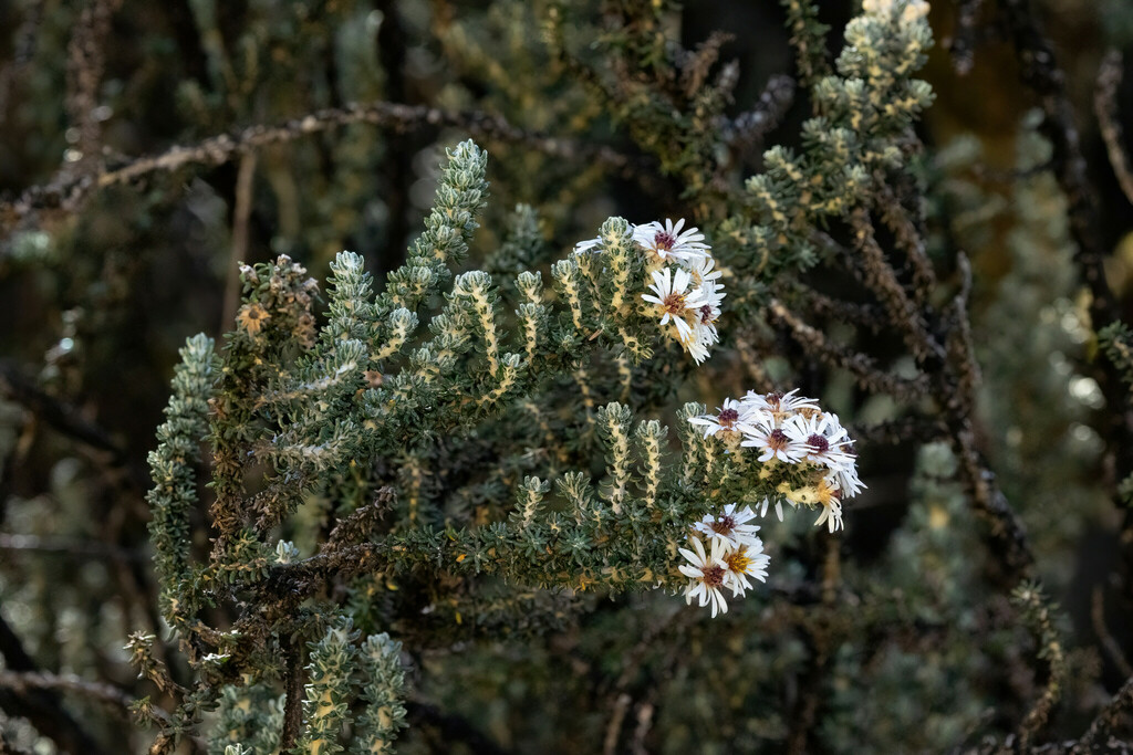 Diplostephium foliosissimum