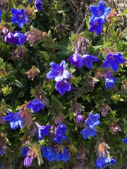 Glandora prostrata