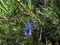 Jacquemontia pentanthos