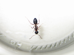 Camponotus vitiosus