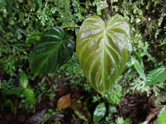 Philodendron verrucosum image