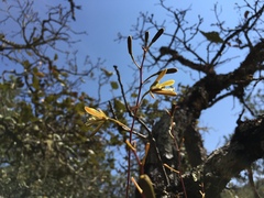 Epidendreae