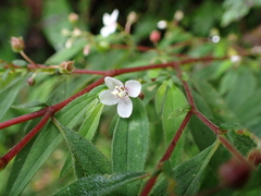 Centradenia inaequilateralis image