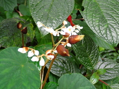 Begonia involucrata image