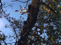 Epidendreae