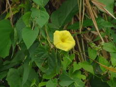 Ipomoea ochracea