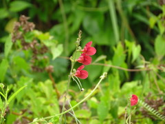 Macroptilium lathyroides