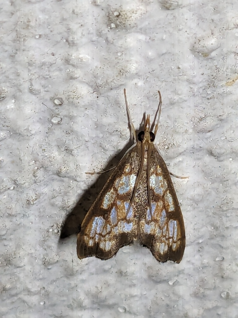 Hydropionea fenestralis