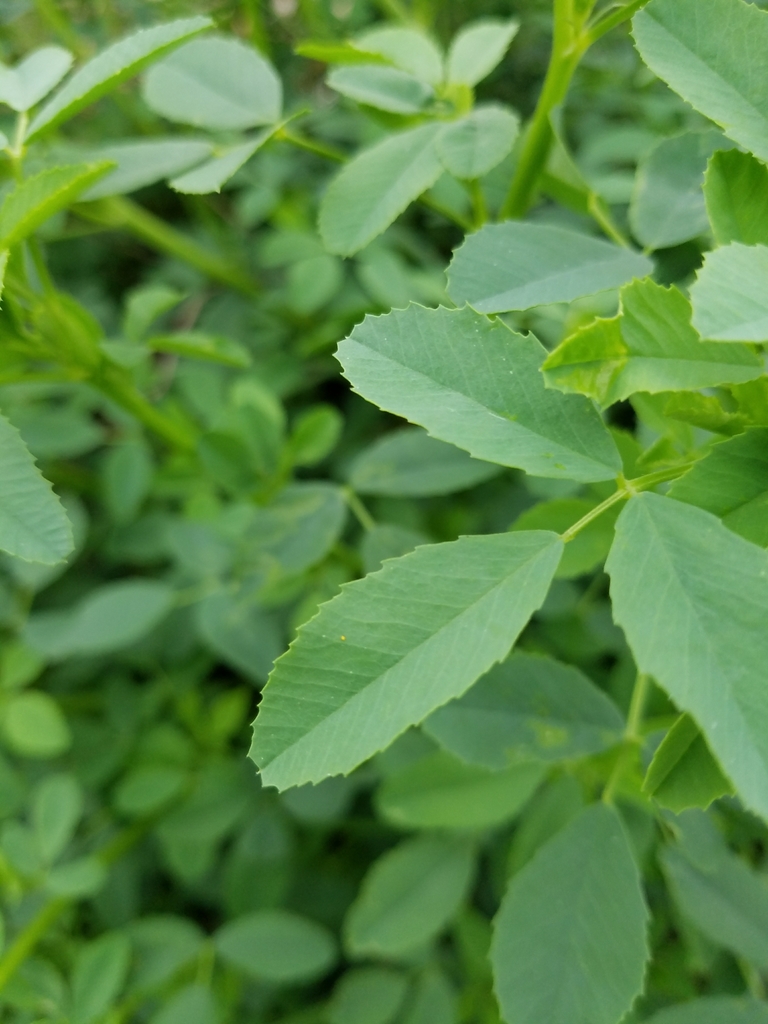 White Sweetclover Deer Grove Natural Areas Volunteers Invasive Species Guide · Inaturalist