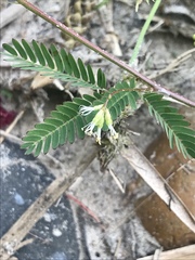Desmanthus bicornutus