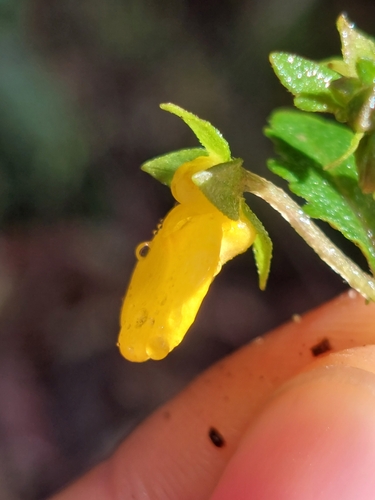 Calceolaria mexicana, photograph 5