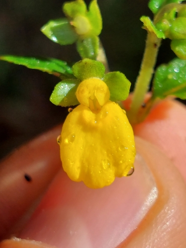 Calceolaria mexicana, photograph 6