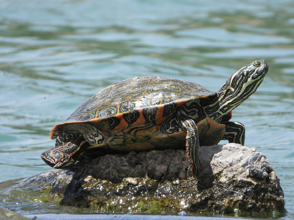 Rio Grande Cooter