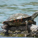 Rio Grande Cooter - Photo (c) diomedea_exulans_li, some rights reserved (CC BY-NC)