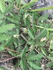 Desmanthus bicornutus