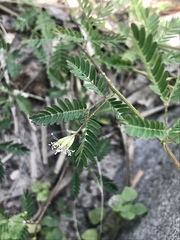 Desmanthus bicornutus