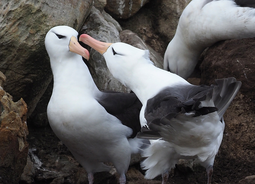 Black-browed Albatross, photo 8 of 9